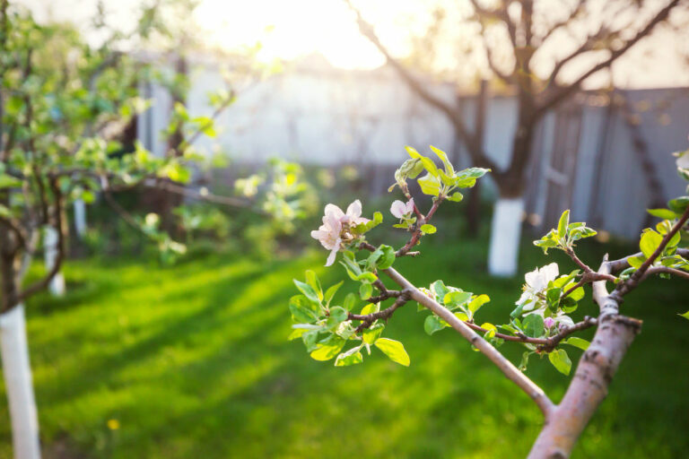 5 tipů na úklid vaší zahrady